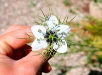 Çörek Otu ile Zayıflama