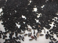 Çörek Otu Zayıflatırmı Zayıflamaya Etkileri